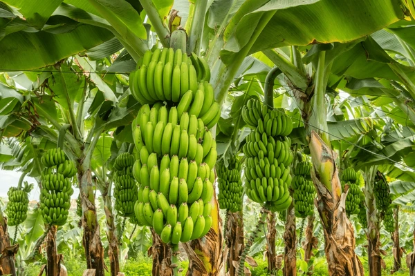 banana Farming