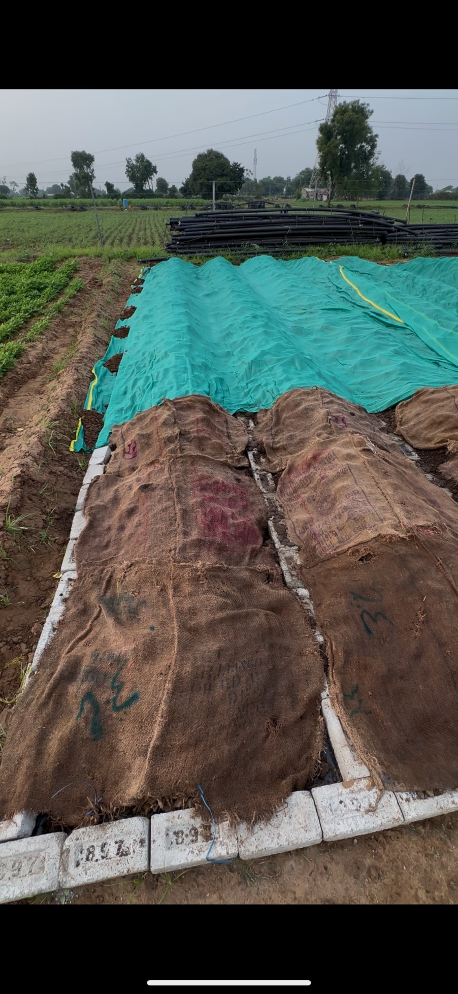 Step 5: Cover with gunny bag or 70% green net